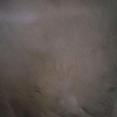 Farina di sangue della polvere di Duck Blood Cell Animal Feed per la polvere della proteina dell'alimentazione del pollame