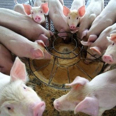 Granello animale asciutto della polvere dell'emoglobina degli additivi alimentari della polvere 25kg/Bag