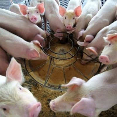 Nuovo tipo di Duck Plasma Protein Powder Is A di additivo alimentare che aumenta negli ultimi anni, che è riconosciuto come un di alta qualità