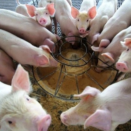 Granello animale asciutto della polvere dell'emoglobina degli additivi alimentari della polvere 25kg/Bag