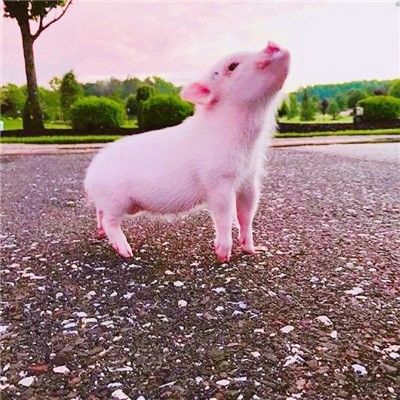 Additivi seccati a spruzzo dell'alimento per animali domestici del plasma del pollo per la proteina grezza di Procein in alimentazione di pollo